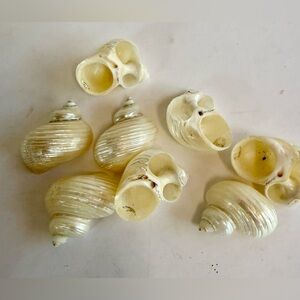 Elegant Cream Shell Napkin Rings - 8 ea.